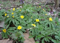 Anemonoides ranunculoides (zawilec żółty)