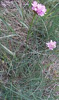 Armeria maritima ssp. elongata (zawciąg pospolity wydłużony)