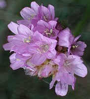 Armeria maritima ssp. elongata (zawciąg pospolity wydłużony)