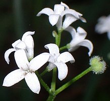 Asperula odorata