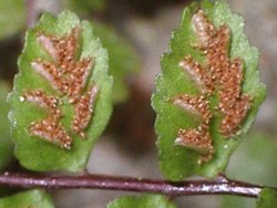 Asplenium trichomanes