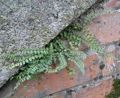 Asplenium trichomanes