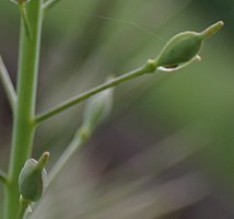 Camelina microcarpa