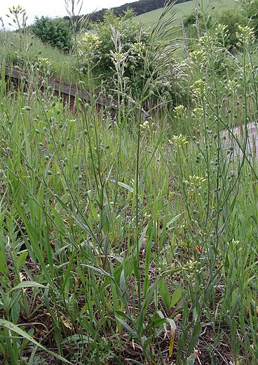 Camelina microcarpa