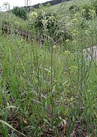 Camelina microcarpa