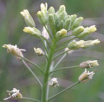 Camelina microcarpa