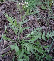 Capsella bursa-pastoris