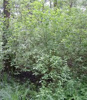 Cornus sanguinea (dereń świdwa)