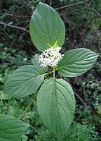 Cornus sanguinea (dereń świdwa)