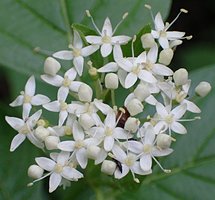 Cornus sanguinea (dereń świdwa)