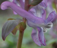 Corydalis cava (kokorycz pusta)