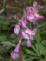 Corydalis cava (kokorycz pusta)