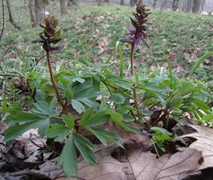 Corydalis cava (kokorycz pusta)