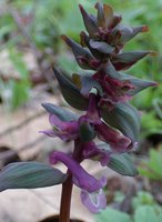 Corydalis cava (kokorycz pusta)