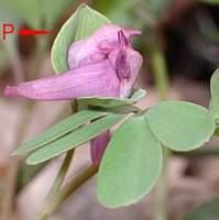 Corydalis intermedia