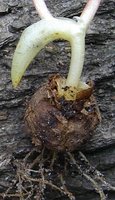 Corydalis intermedia