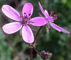 Erodium cicutarium