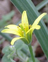 Gagea lutea