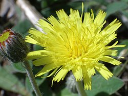 Hieracium pilosella