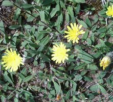 Hieracium pilosella