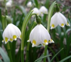 Leucojum vernum (śnieżyca wiosenna)