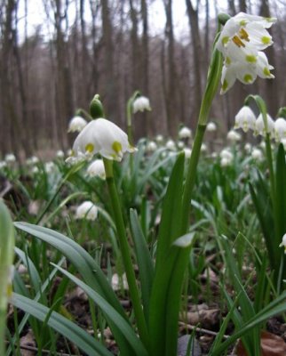 Leucojum vernum (śnieżyca wiosenna)