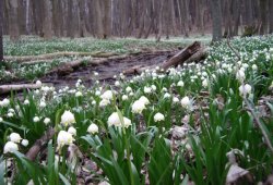 Leucojum vernum (śnieżyca wiosenna)