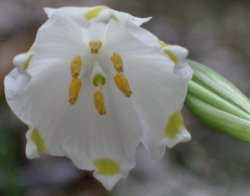 Leucojum vernum (śnieżyca wiosenna)