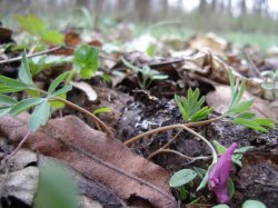 Corydalis intermedia