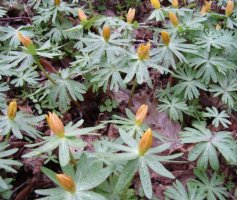 Eranthis hyemalis (rannik zimowy)