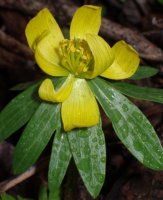 Eranthis hyemalis (rannik zimowy)