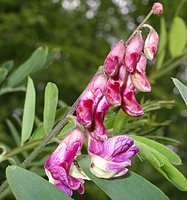 Lathyrus niger