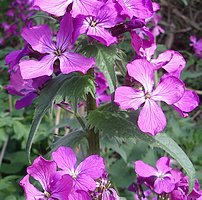 Lunaria annua