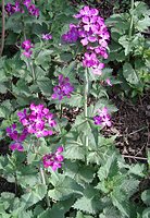 Lunaria annua (miesiącznica roczna)