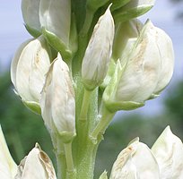 Lupinus polyphyllus