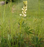 Lupinus polyphyllus