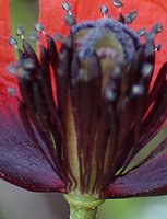 Papaver argemone