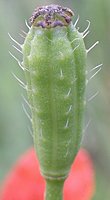 Papaver argemone