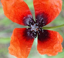 Papaver argemone