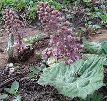 Petasites hybridus (lepiężnik różowy)