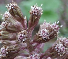 Petasites hybridus (lepiężnik różowy)