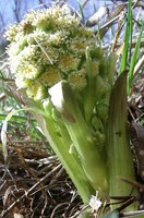 Petasites spurius 