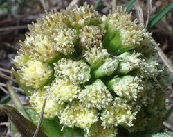 Petasites spurius 