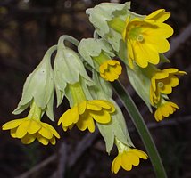 Primula officinalis