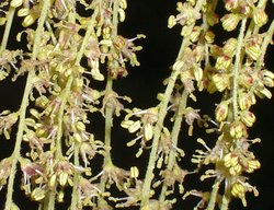 Quercus rubra (dąb czerwony)