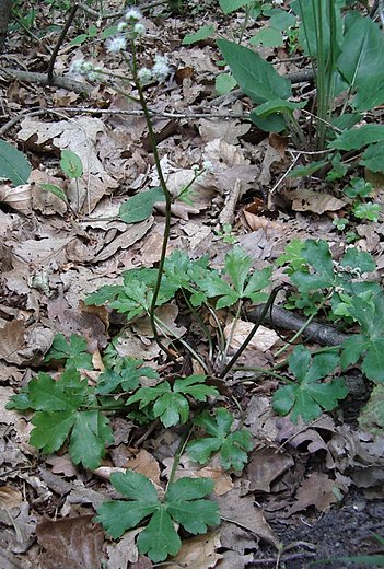 Sanicula europaea (żankiel zwyczajny)