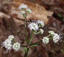 Sanicula europaea (żankiel zwyczajny)