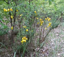 Sarothamnus scoparius