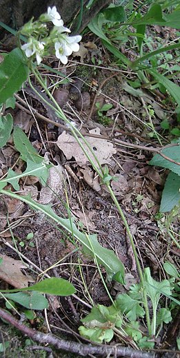 Saxifraga granulata