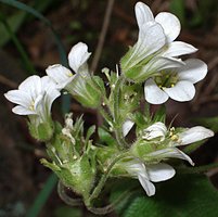 Saxifraga granulata